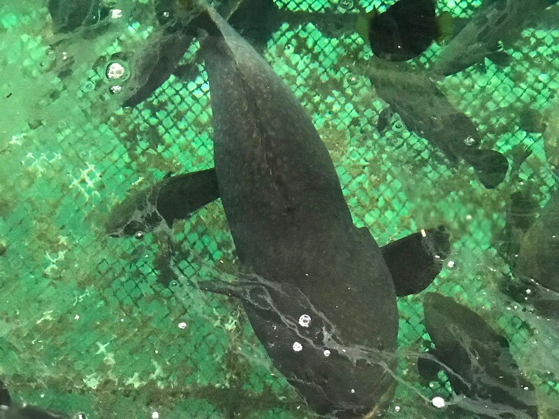 Cá Mú Bình Hưng